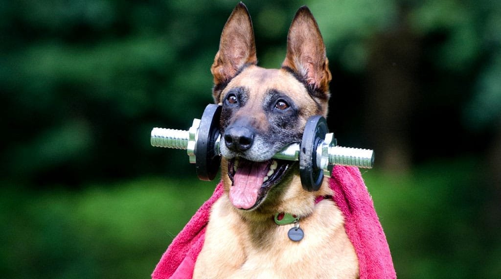 Guia parte1°: Razonado sobre obediencia básica canina durante dos segundos 1 Razonado sobre obediencia básica canina durante dos segundos