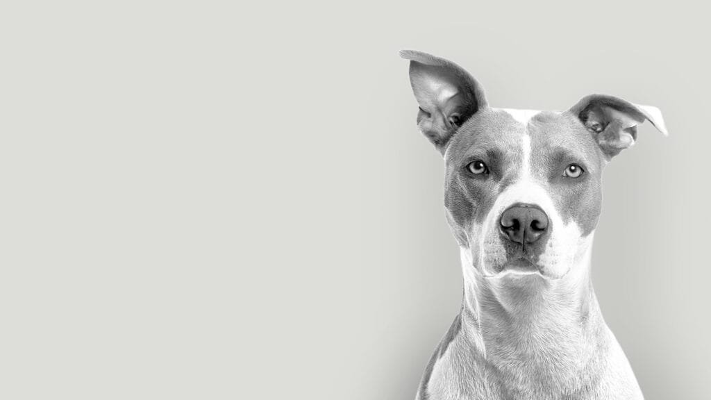 Alimentos Tóxicos para Perros: ¡Protege a tu Mejor Amigo de Peligros Ocultos en Casa! 3 Imagen que ilustra alimentos peligrosos para perros, como chocolate, uvas, cebolla y xilitol