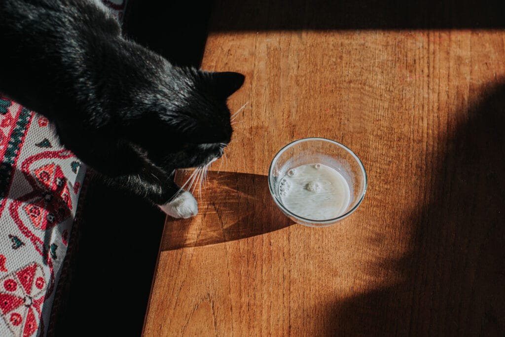 "¿Gatos y Gripe Aviar? Prevén Riesgos con 5 Claves Esenciales" 3 file