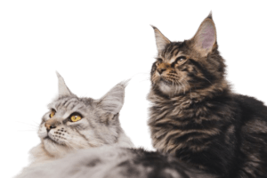 Bienestar para Gatos 2 g2358f95cac724efd722afe70646f8083e7482b389053b47e0b7dbd318adcc20c0317df071ff268c2086e4fe167a10f86a6ae26a1c3cd0065a51525bcf534f616 1280 7954384 removebg preview