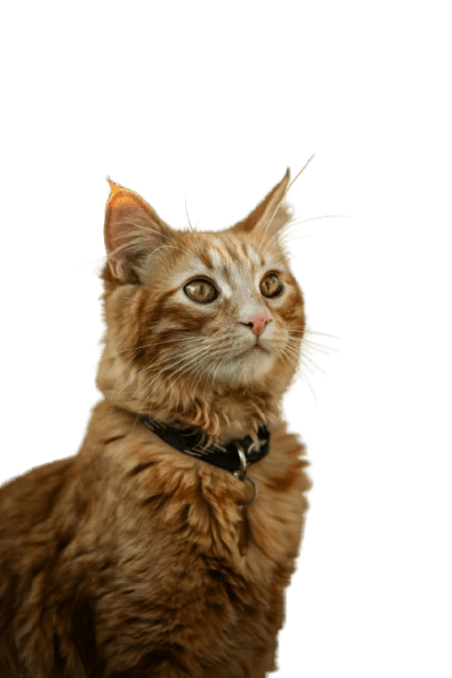 Productos y reseñas para gatos Accesorios recomendados para el bienestar felino
