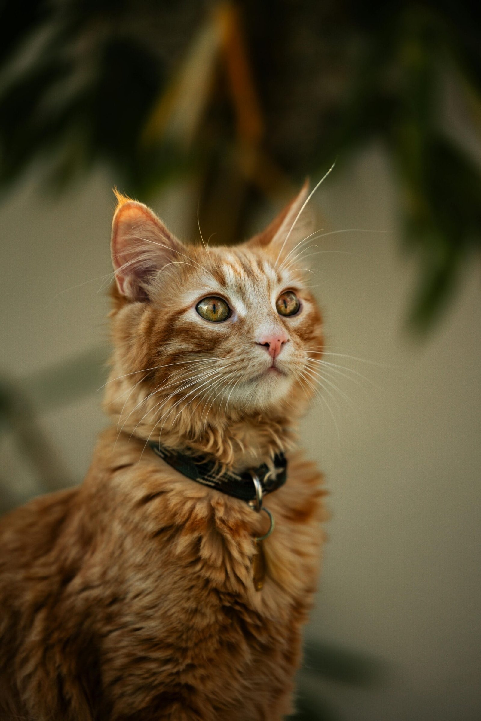 Bienestar para Gatos 5 Estética e Higiene